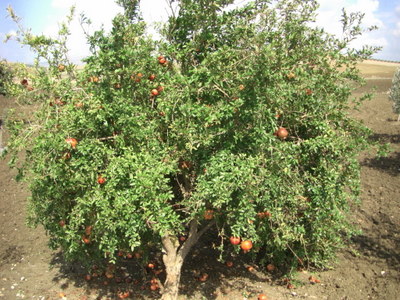 Fruit tree, probably persimmon.